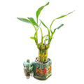 6-Stalk 4" Small Lucky Bamboo Live Indoor Plant with Ceramic Elephant Vase Gift